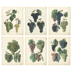 Antiche cromolitografie botaniche dell
uva, uva da vino e da tavola, set di sei, 1854