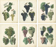 Chromolithographies botaniques anciennes de raisin, raisins de table et de vin, ensemble de six, 1854