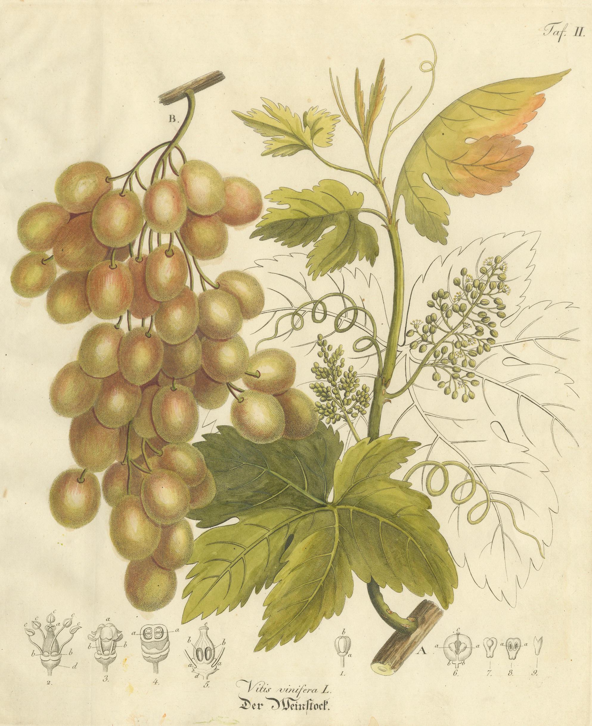 Antique Grape Botanical Engraving, Vitis Vinifera, Hand Colored, c.1831