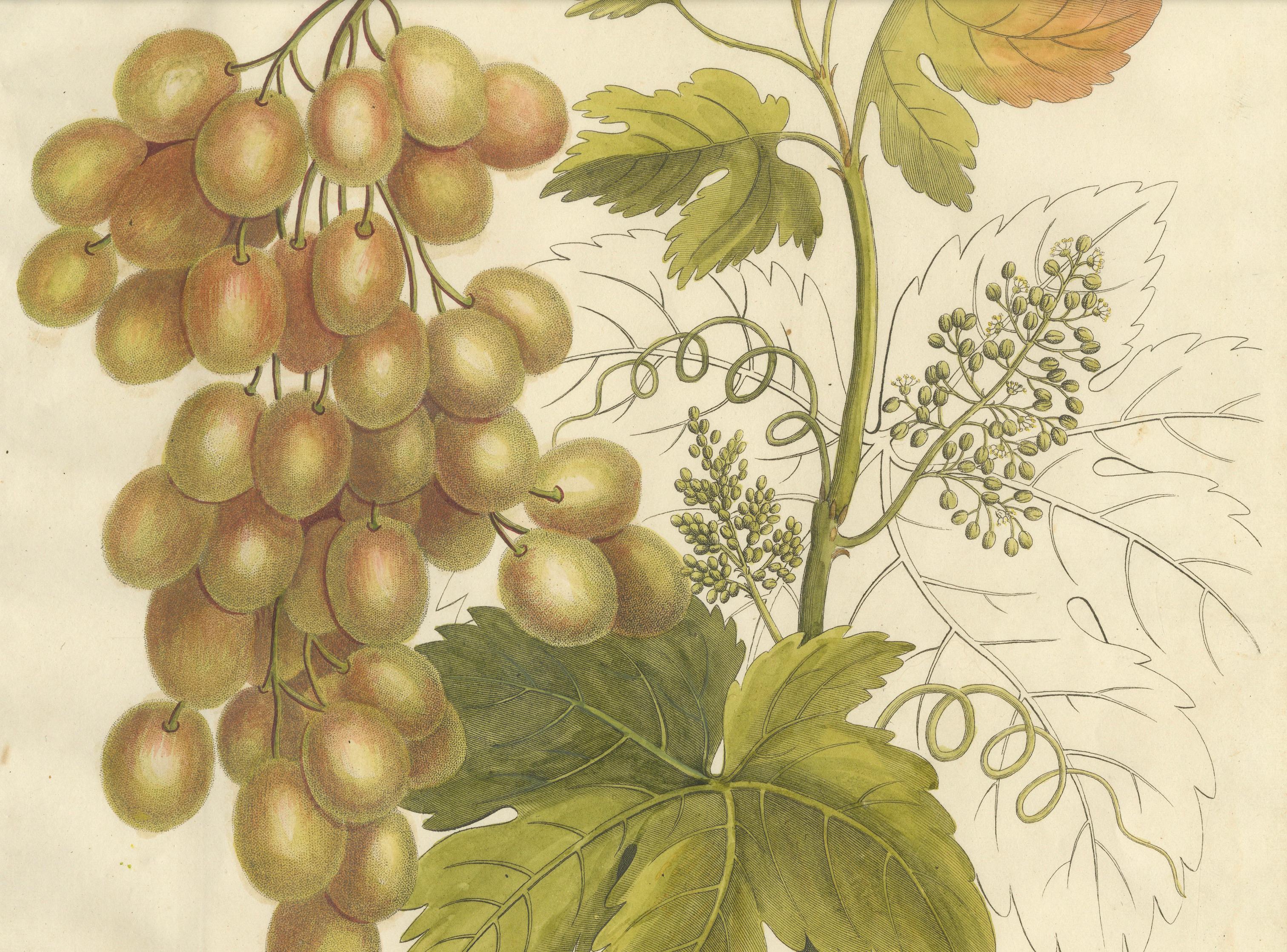 Antique Grape Botanical Engraving, Vitis Vinifera, Hand Colored, c.1831