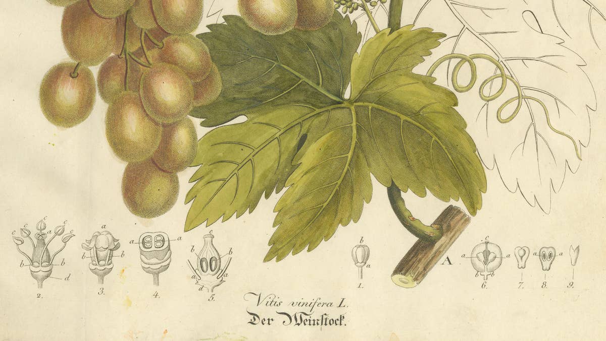 Antique Grape Botanical Engraving, Vitis Vinifera, Hand Colored, c.1831