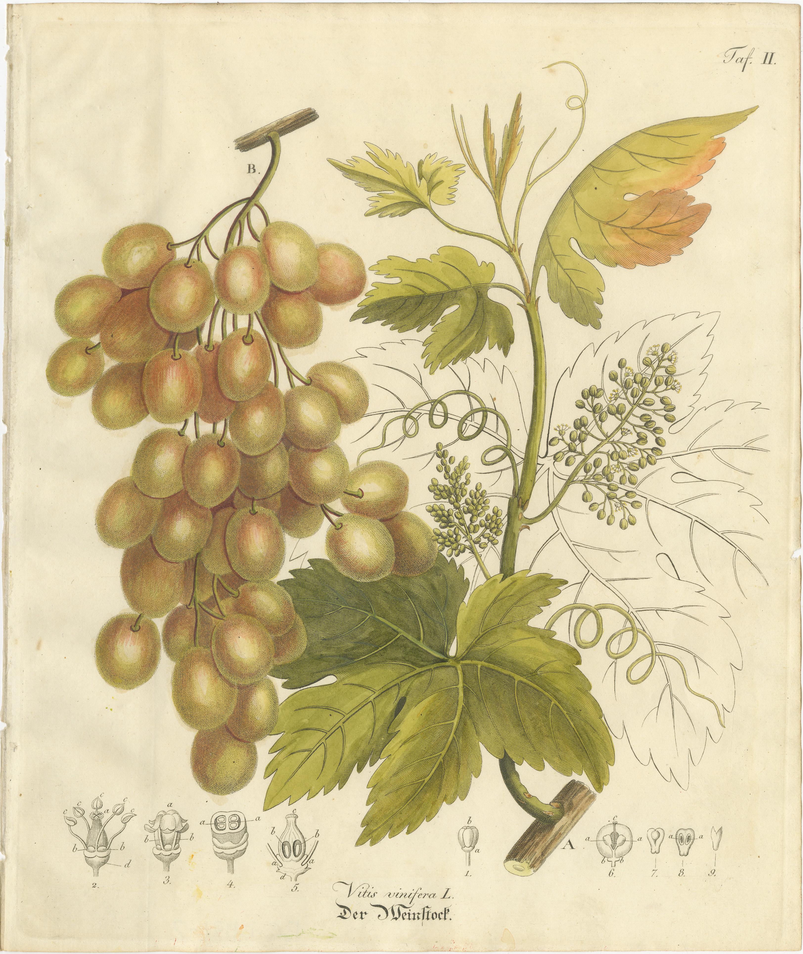 Antique Grape Botanical Engraving, Vitis Vinifera, Hand Colored, c.1831