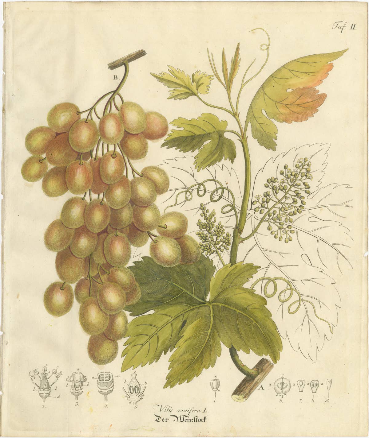 Antique Grape Botanical Engraving, Vitis Vinifera, Hand Colored, c.1831