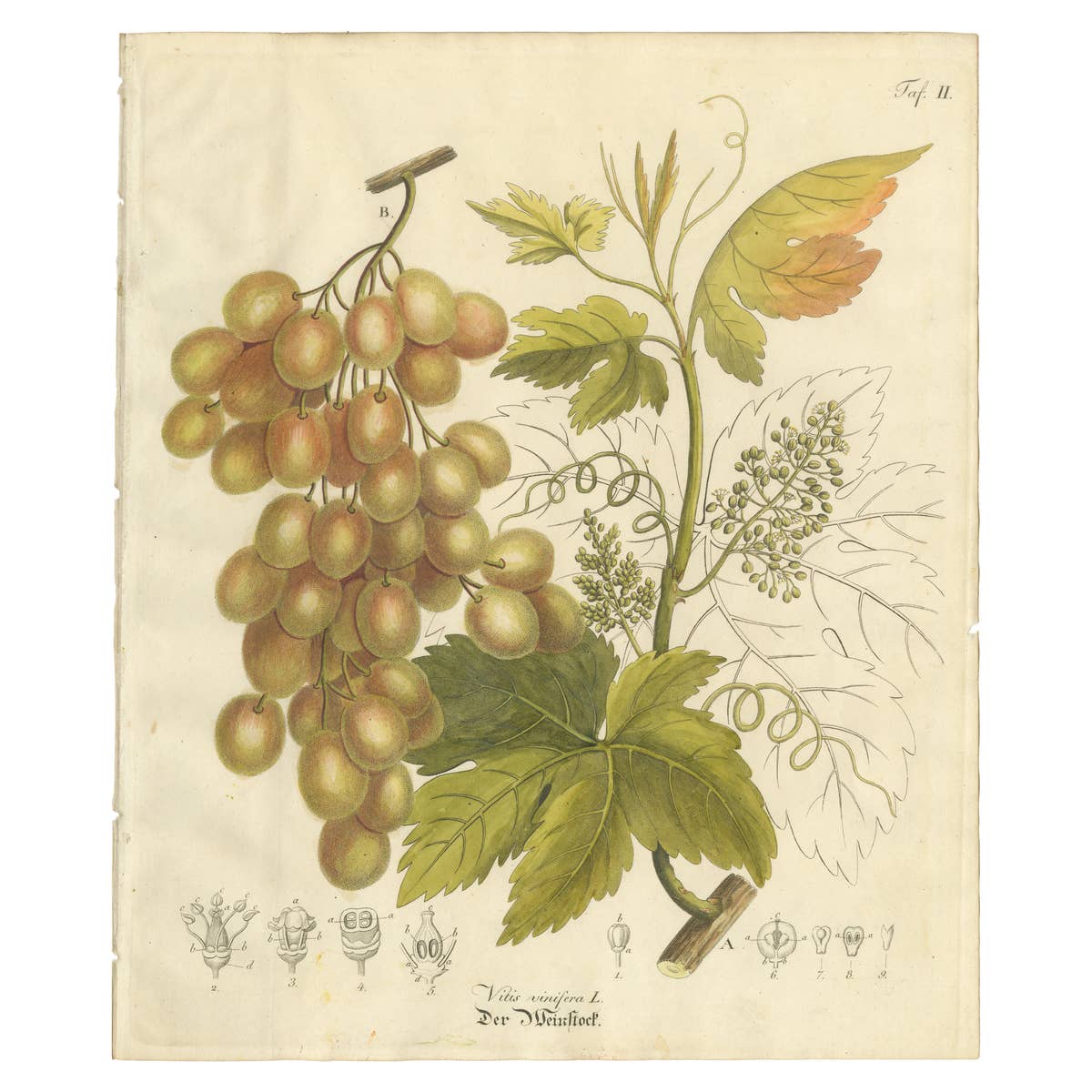 Antique Grape Botanical Engraving, Vitis Vinifera, Hand Colored, c.1831
