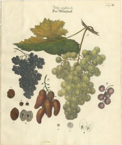 Antique Grape Varieties Botanical Print, Vitis Vinifera Study, c.1831