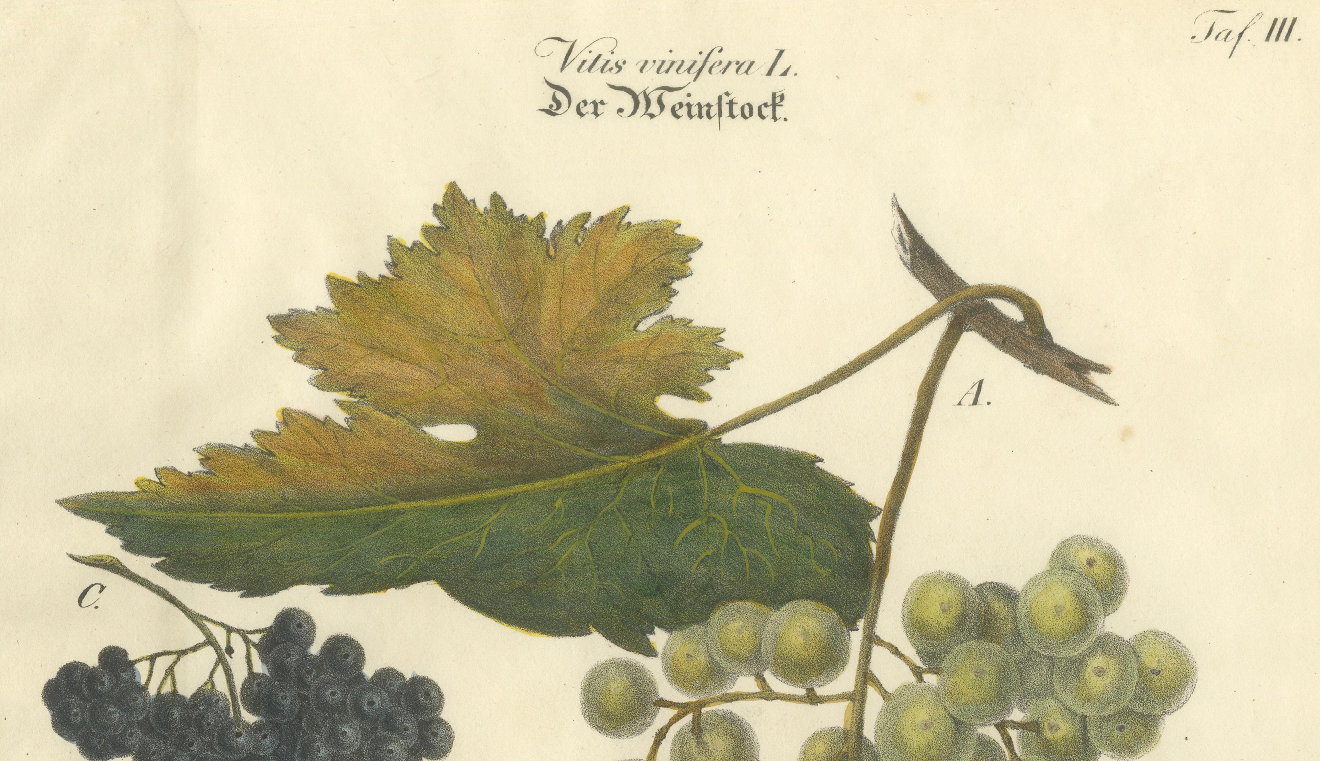 Antique Grape Varieties Botanical Print, Vitis Vinifera Study, c.1831