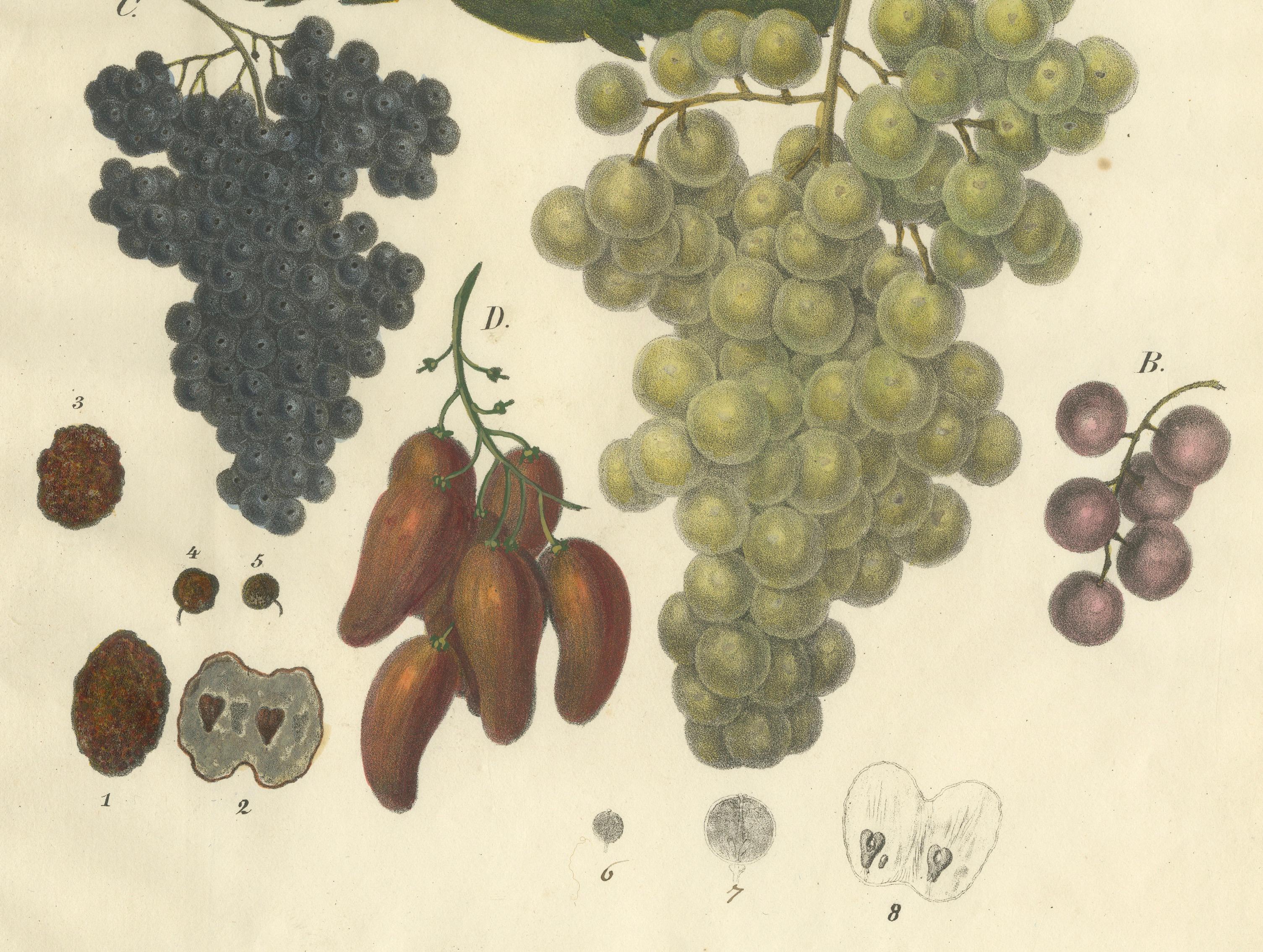 Antique Grape Varieties Botanical Print, Vitis Vinifera Study, c.1831