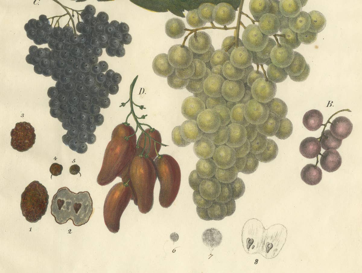 Antique Grape Varieties Botanical Print, Vitis Vinifera Study, c.1831