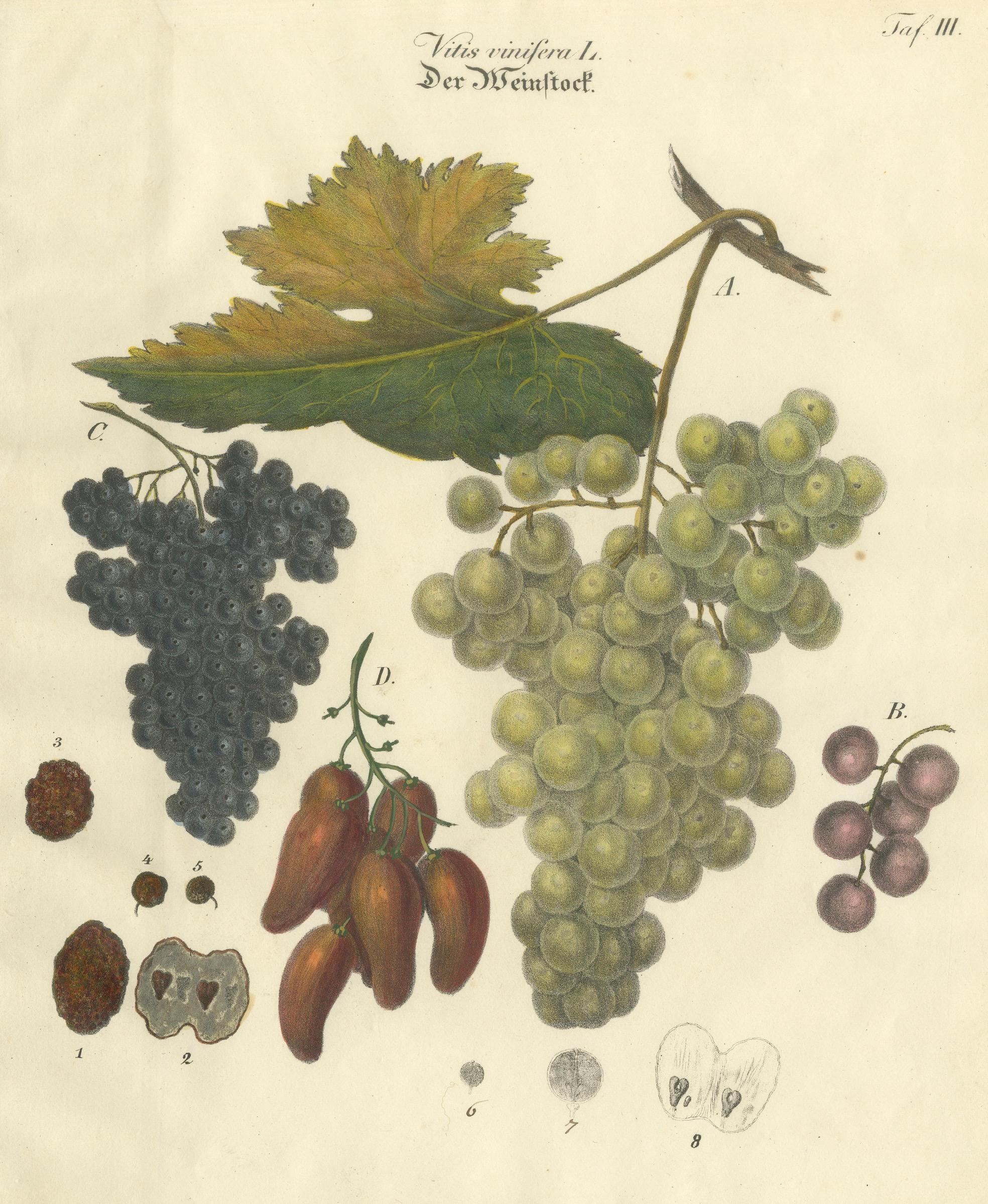 Antique Grape Varieties Botanical Print, Vitis Vinifera Study, c.1831