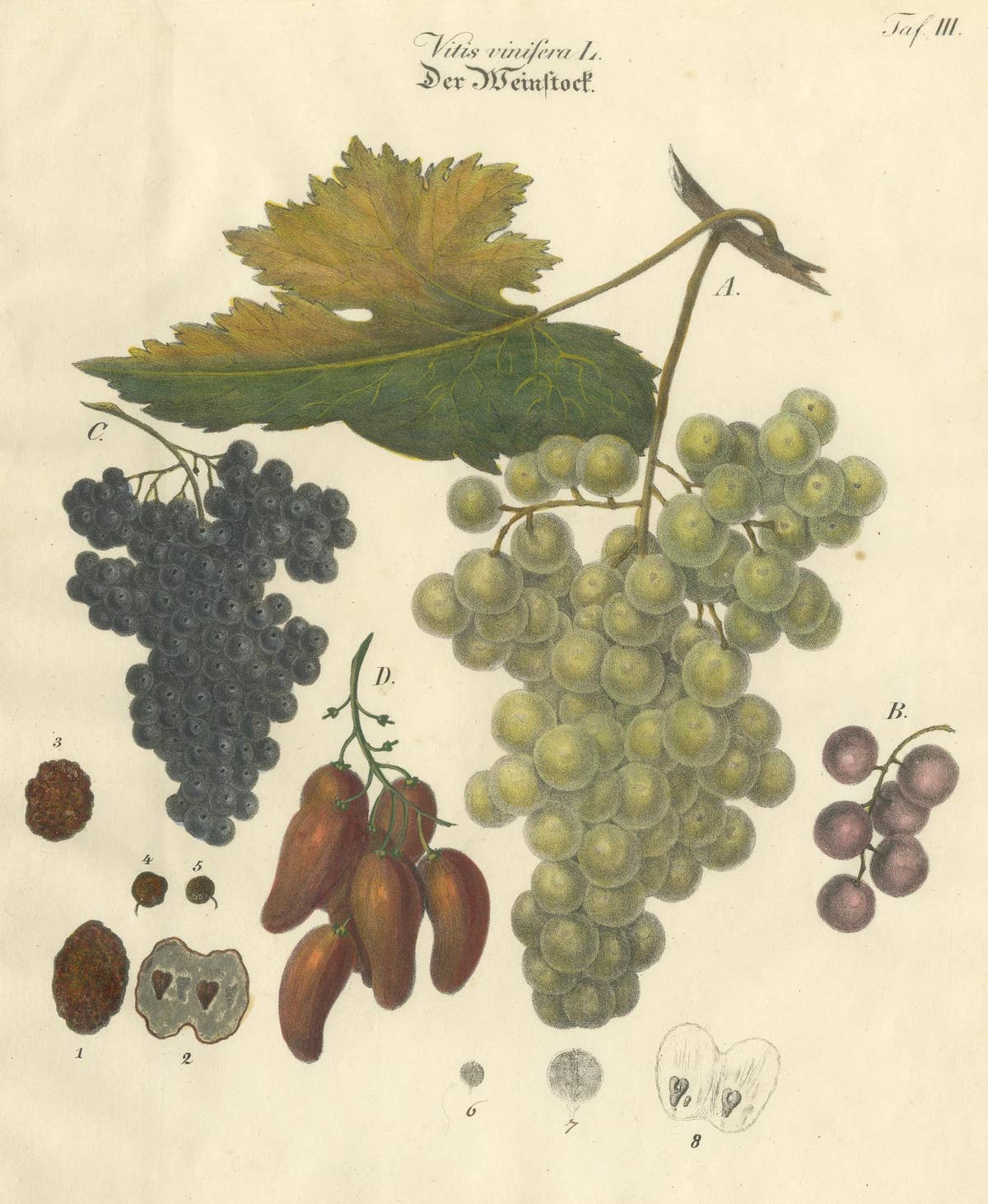 Antique Grape Varieties Botanical Print, Vitis Vinifera Study, c.1831
