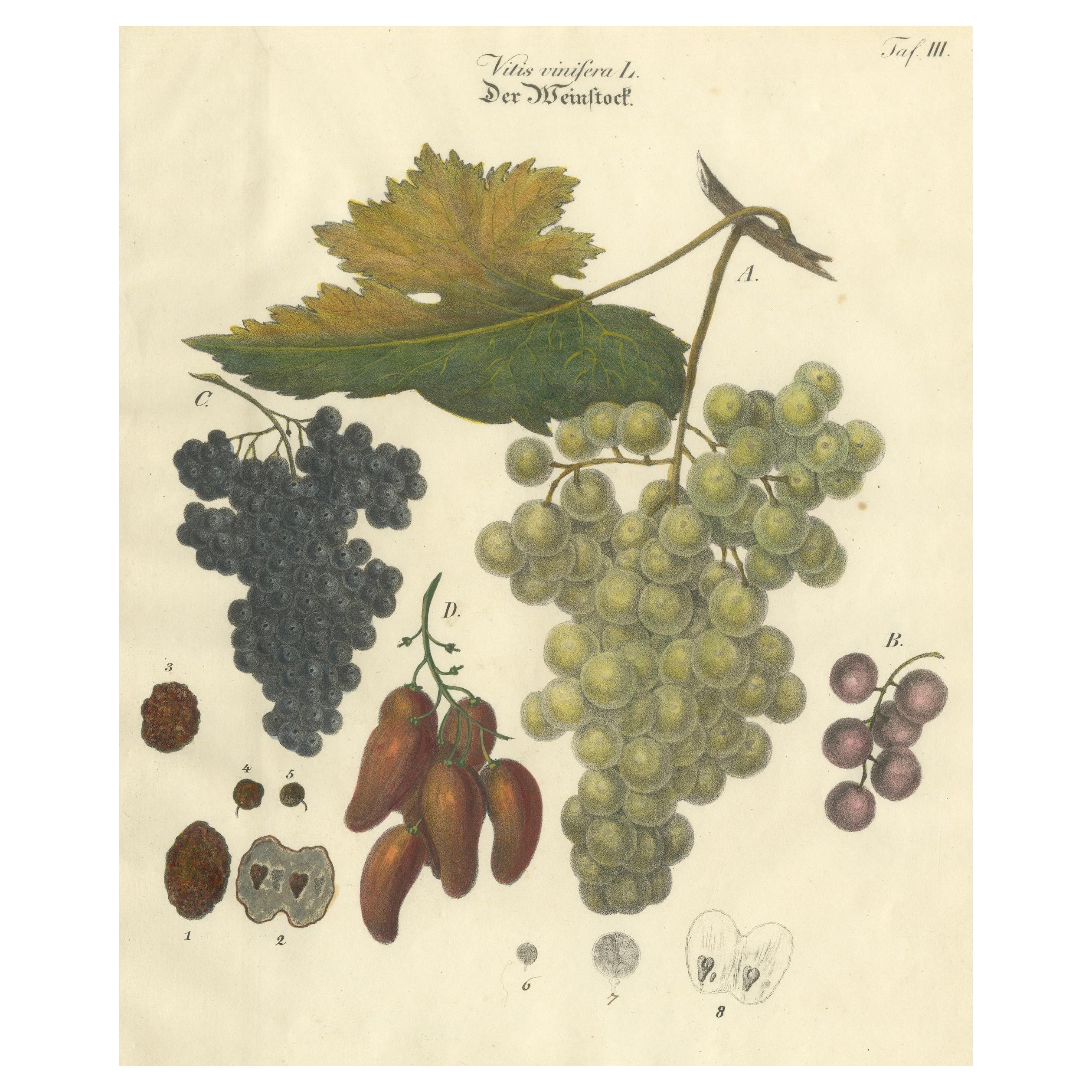 Antique Grape Varieties Botanical Print, Vitis Vinifera Study, c.1831 For Sale