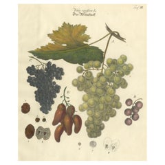 Antique Grape Varieties Botanical Print, Vitis Vinifera Study, c.1831