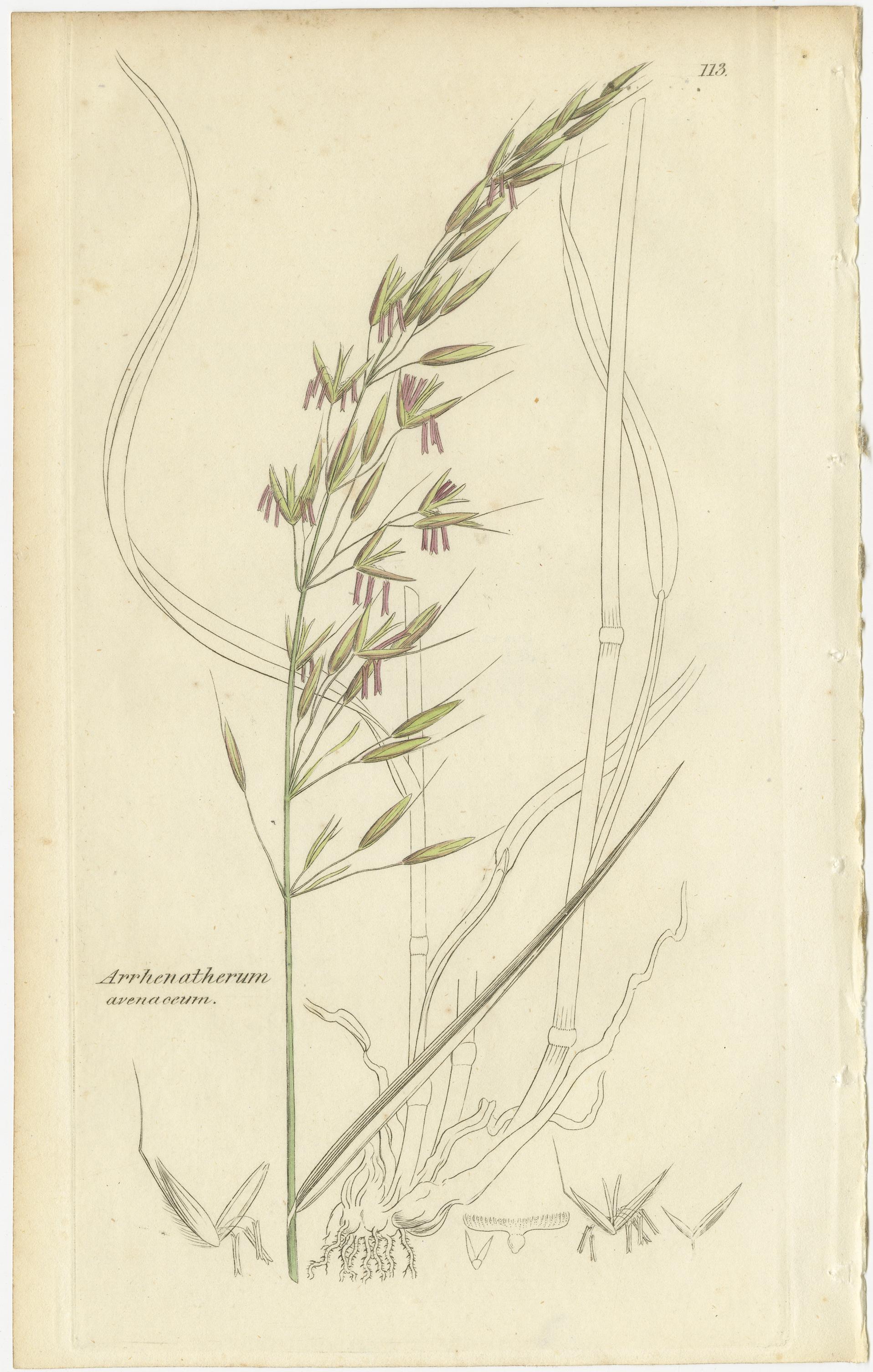 Antike Gräser und Seggen - handkolorierte botanische Stiche, um 1830 (Satz von 8)

Dieser wunderschön erhaltene Satz von acht antiken handkolorierten botanischen Stichen zeigt eine Vielzahl von Gräsern und Seggen, die mit wissenschaftlicher