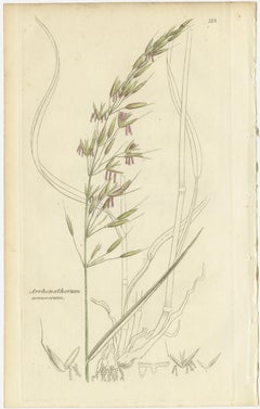 Antique Grasses & Sedges – Hand-Colored Botanical Engravings, c.1830 (Set of 8)