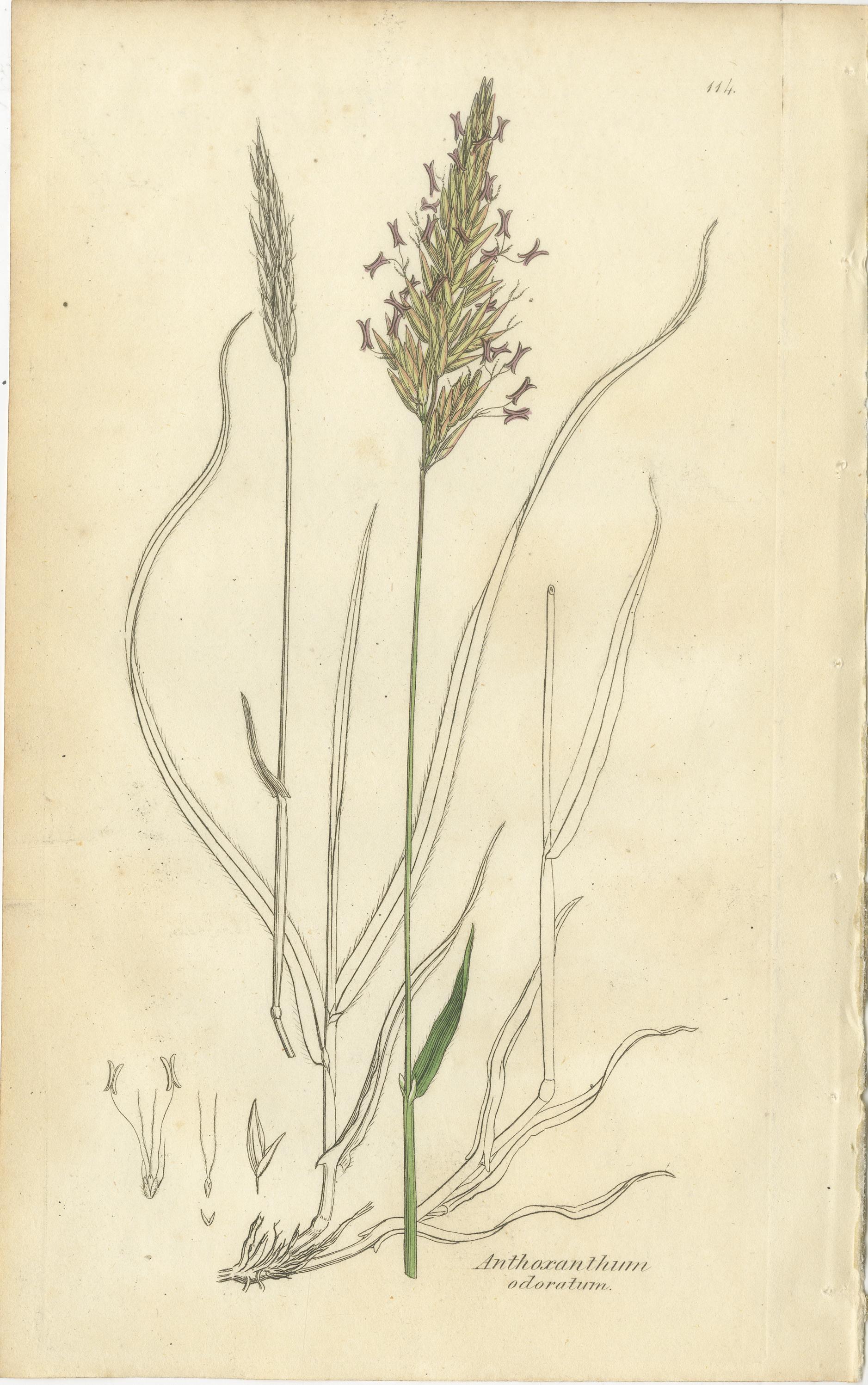 Antike Gräser und Seggen - handkolorierte botanische Stiche, um 1830 (Satz von 8) (Britisch) im Angebot