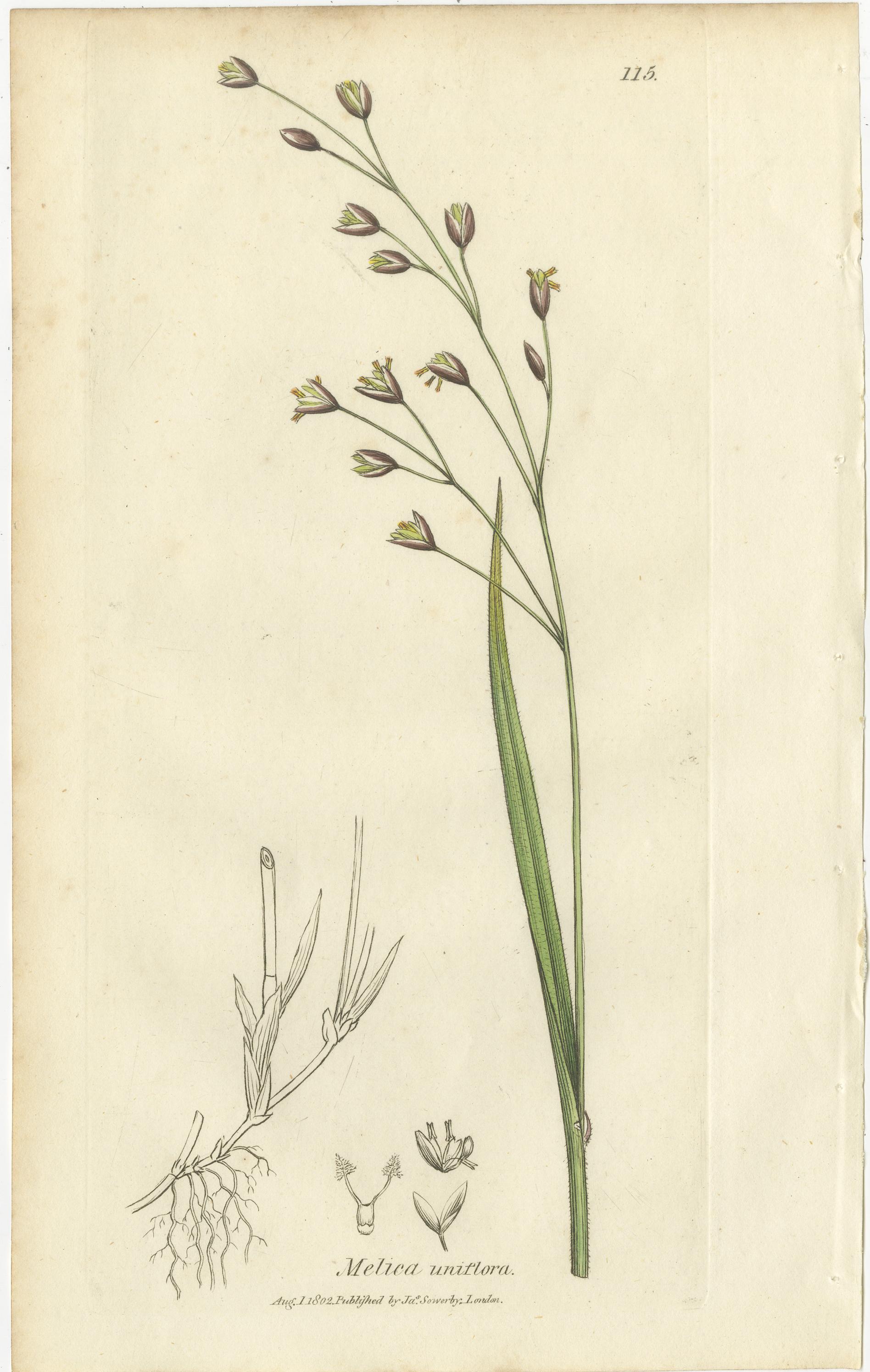 Antike Gräser und Seggen - handkolorierte botanische Stiche, um 1830 (Satz von 8) (Graviert) im Angebot