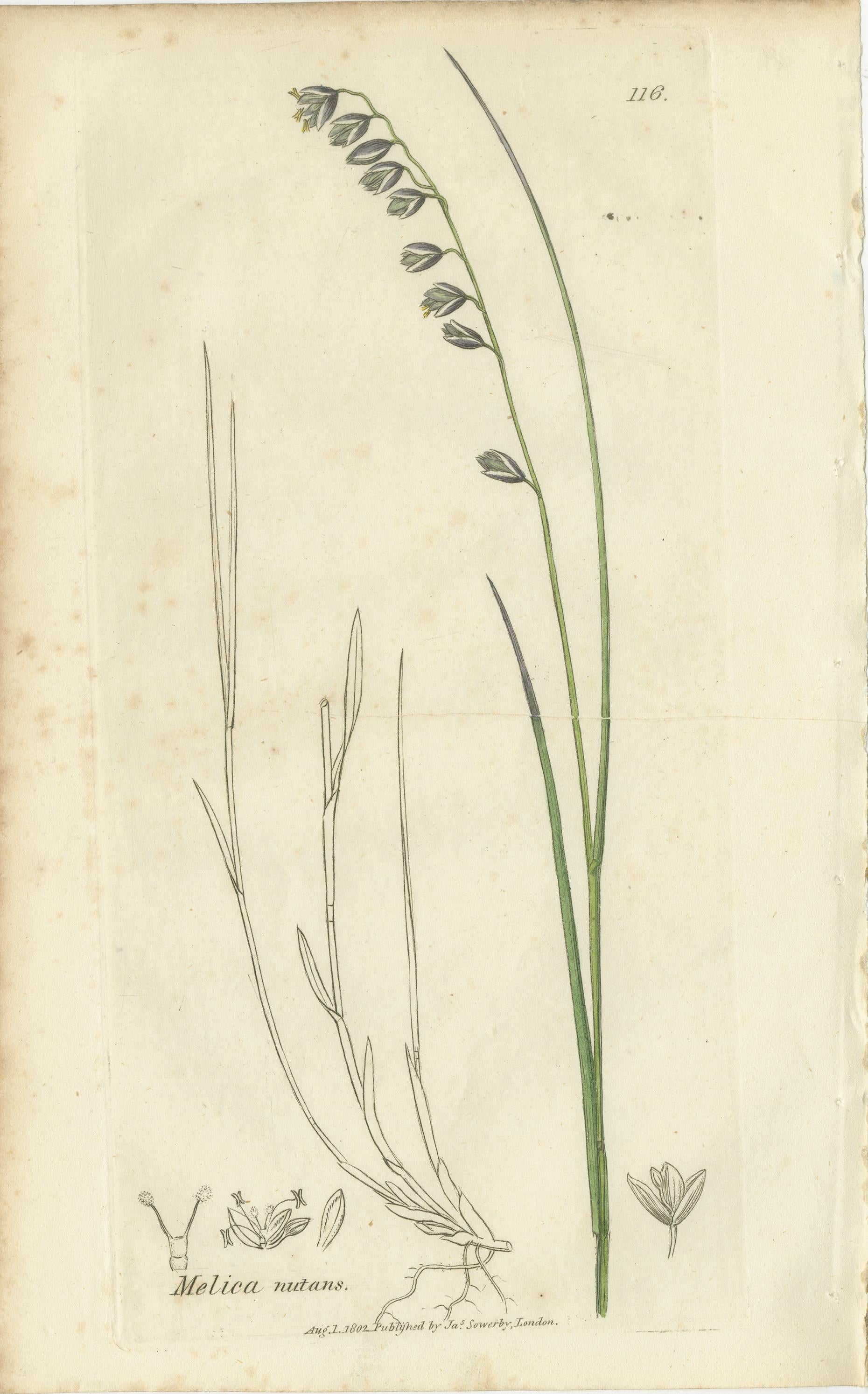 Antike Gräser und Seggen - handkolorierte botanische Stiche, um 1830 (Satz von 8) im Zustand „Gut“ im Angebot in Langweer, NL