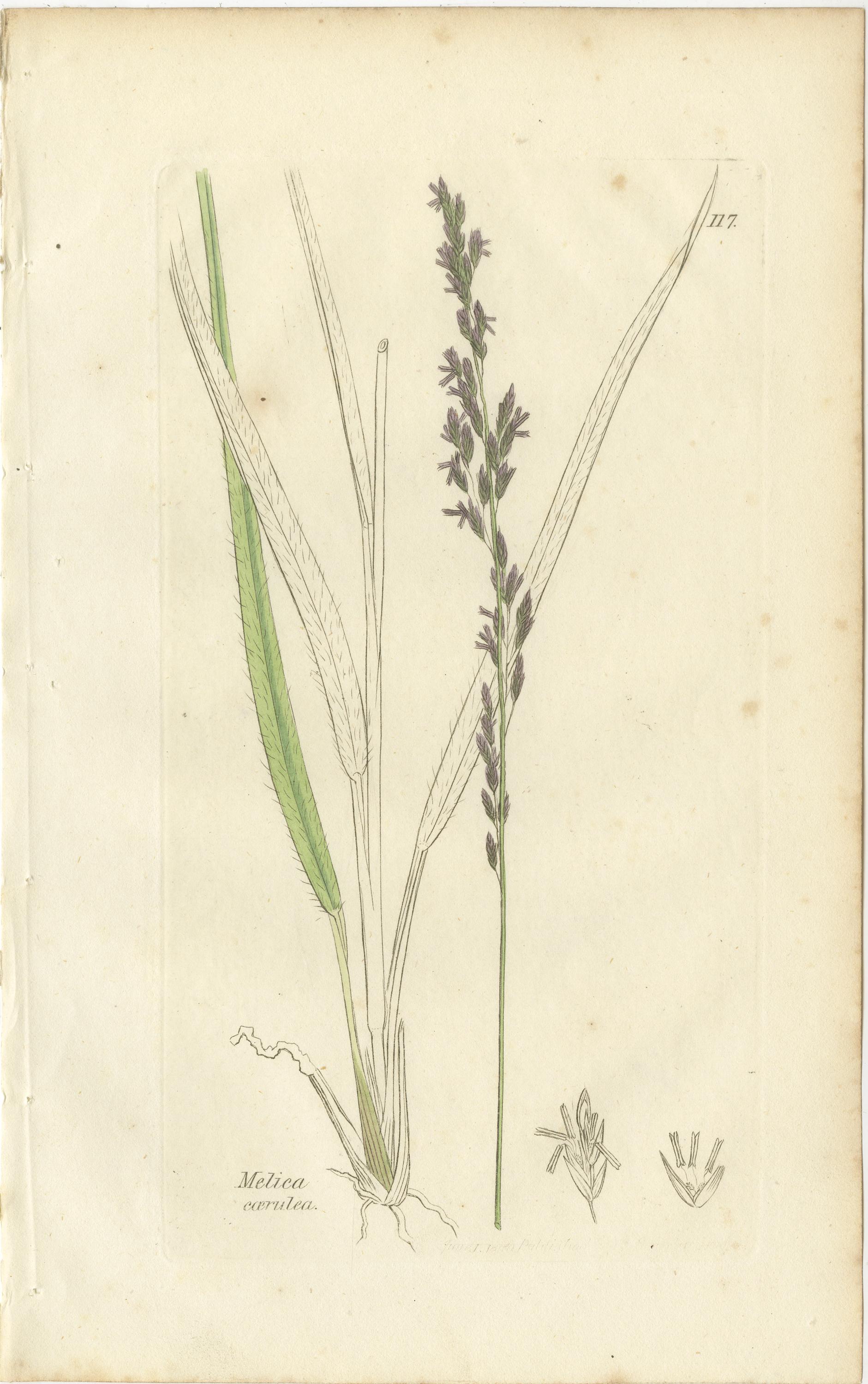 Antike Gräser und Seggen - handkolorierte botanische Stiche, um 1830 (Satz von 8) (Mittleres 19. Jahrhundert) im Angebot