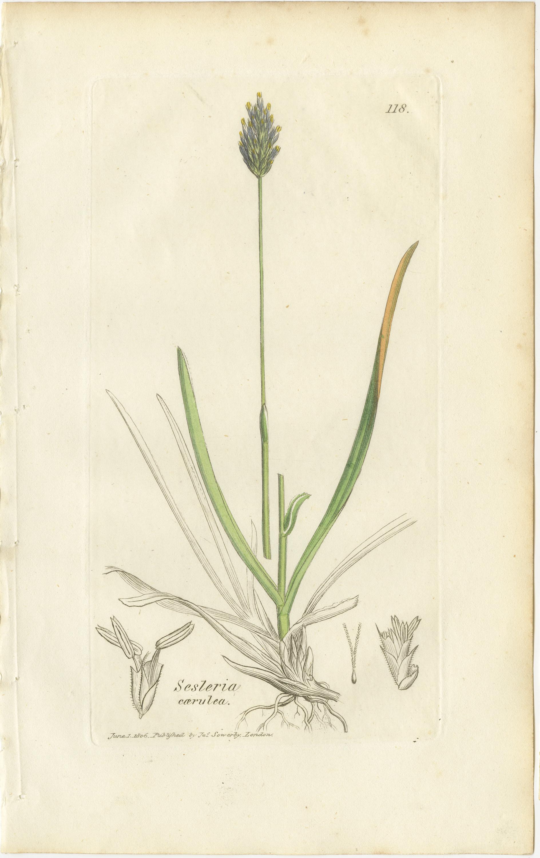 Antike Gräser und Seggen - handkolorierte botanische Stiche, um 1830 (Satz von 8) (Papier) im Angebot