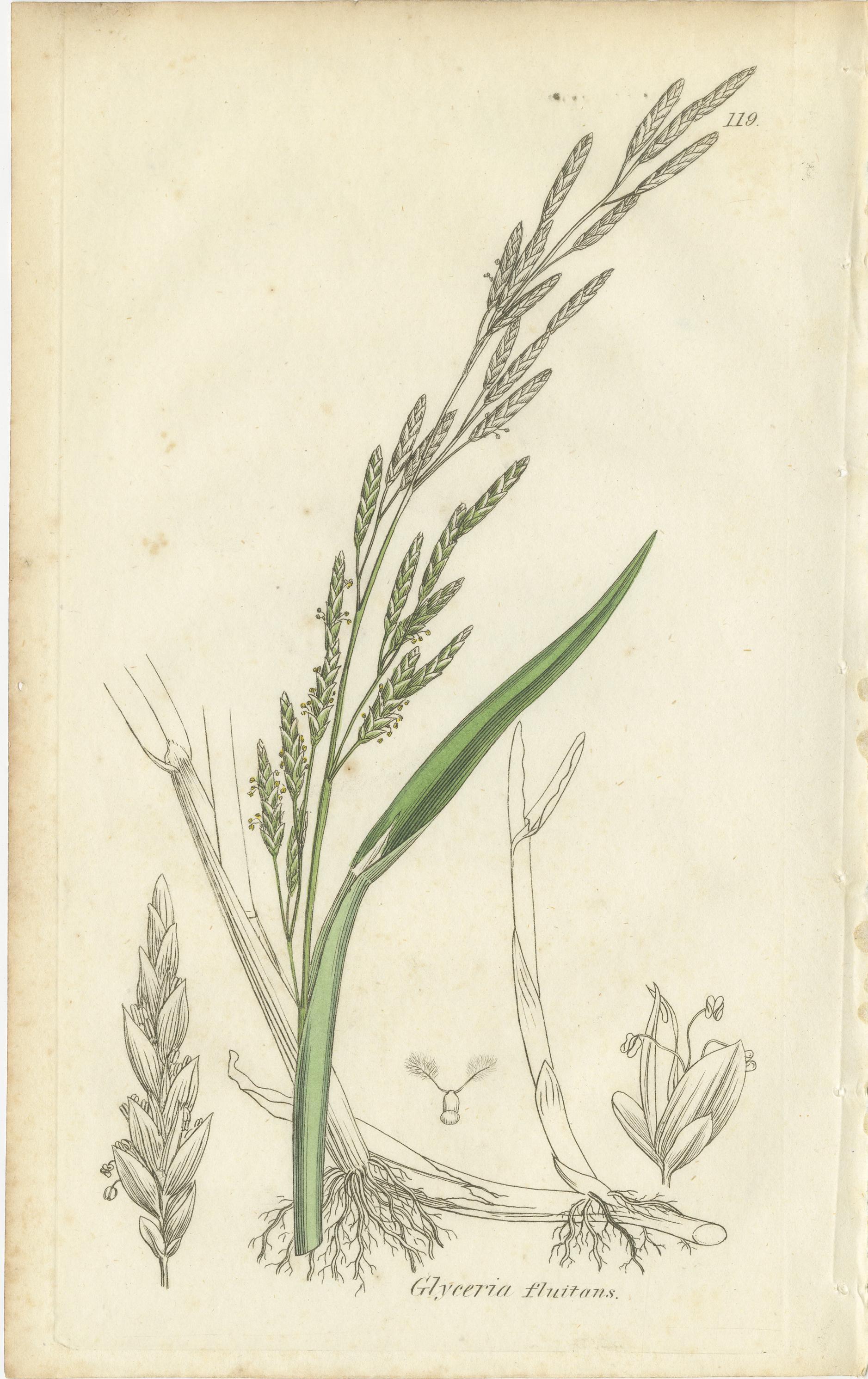 Antike Gräser und Seggen - handkolorierte botanische Stiche, um 1830 (Satz von 8) im Angebot 1