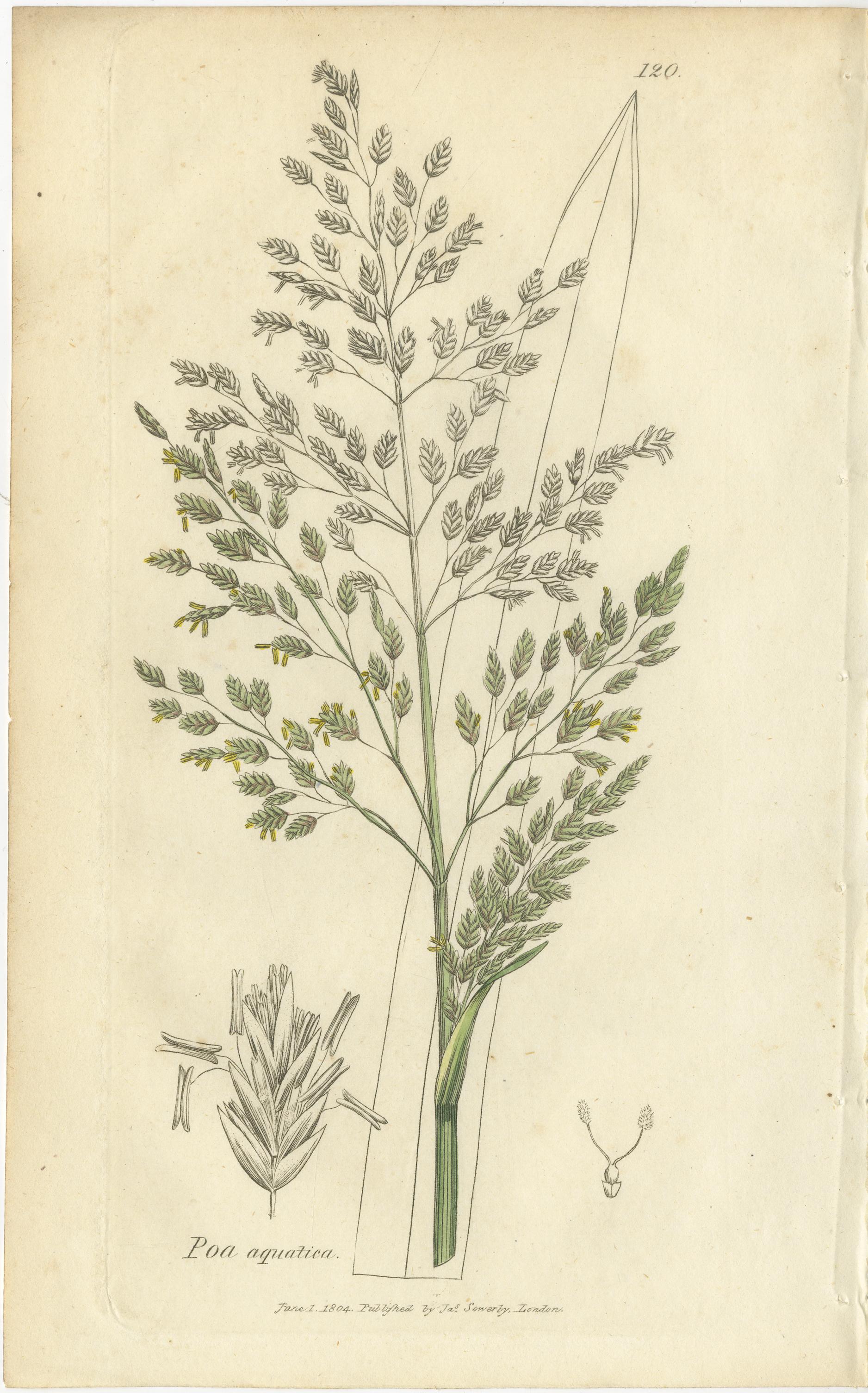 Antike Gräser und Seggen - handkolorierte botanische Stiche, um 1830 (Satz von 8) im Angebot 2