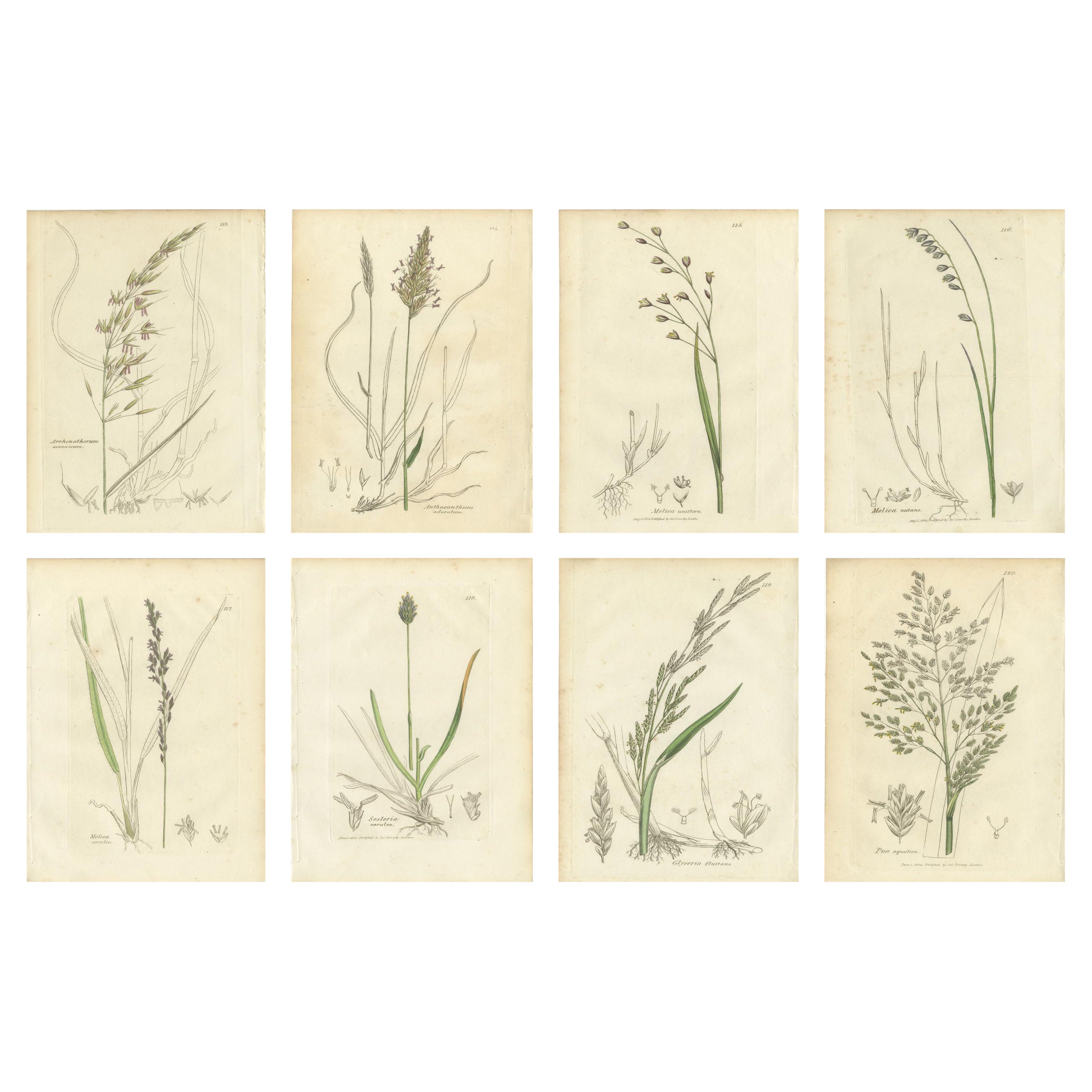 Antike Gräser und Seggen - handkolorierte botanische Stiche, um 1830 (Satz von 8) im Angebot