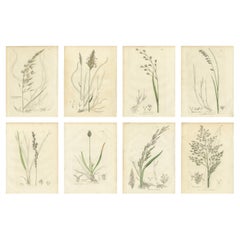 Antique Grasses & Sedges – Hand-Colored Botanical Engravings, c.1830 (Set of 8)
