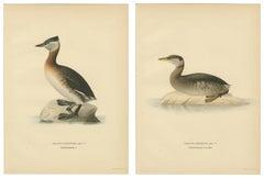 Antique Great Crested Grebe Bird Lithographs Set of 2, Podiceps - 1929