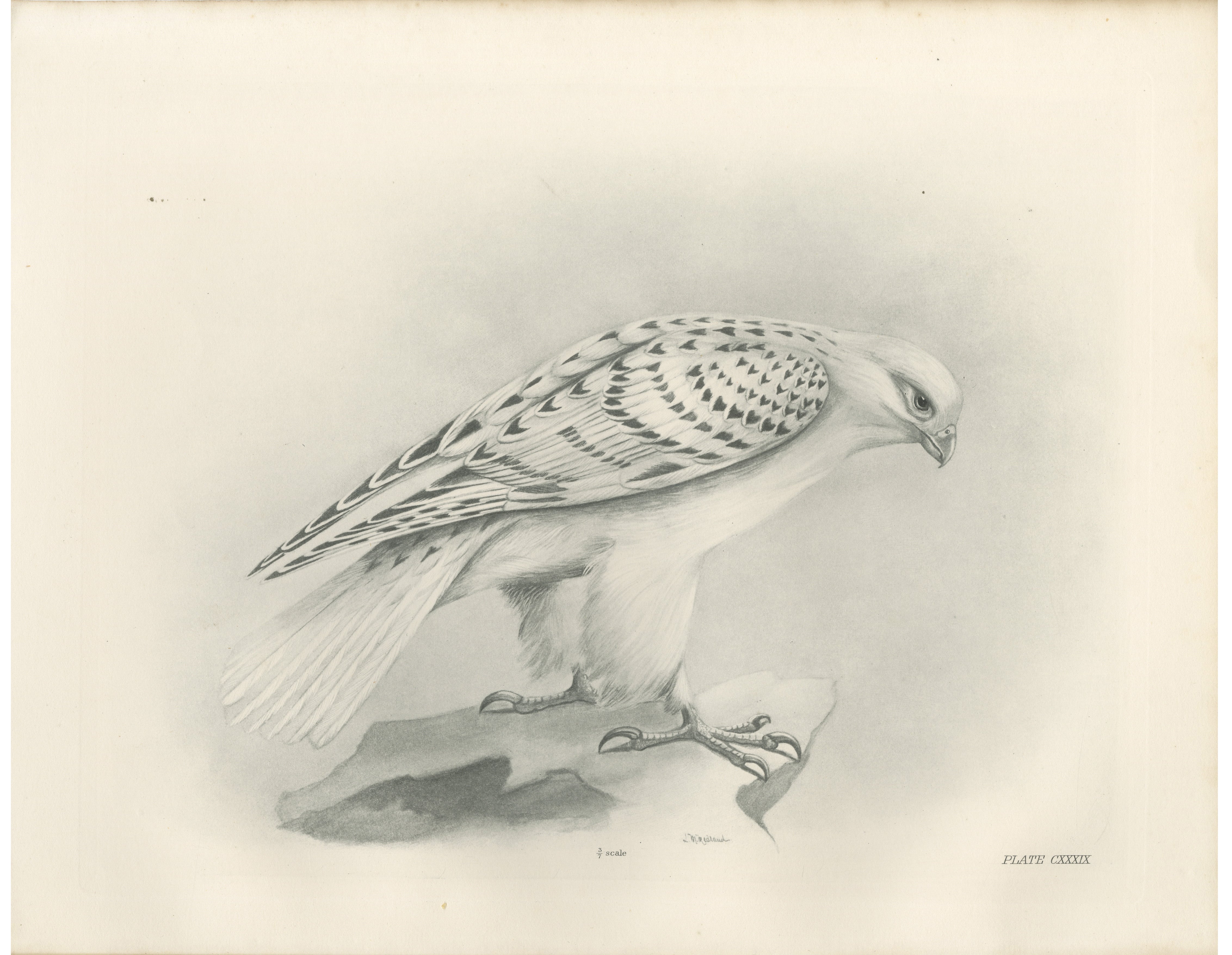 Antique Greenland Gyrfalcon Bird Print by Lilian M. Medland, circa 1908