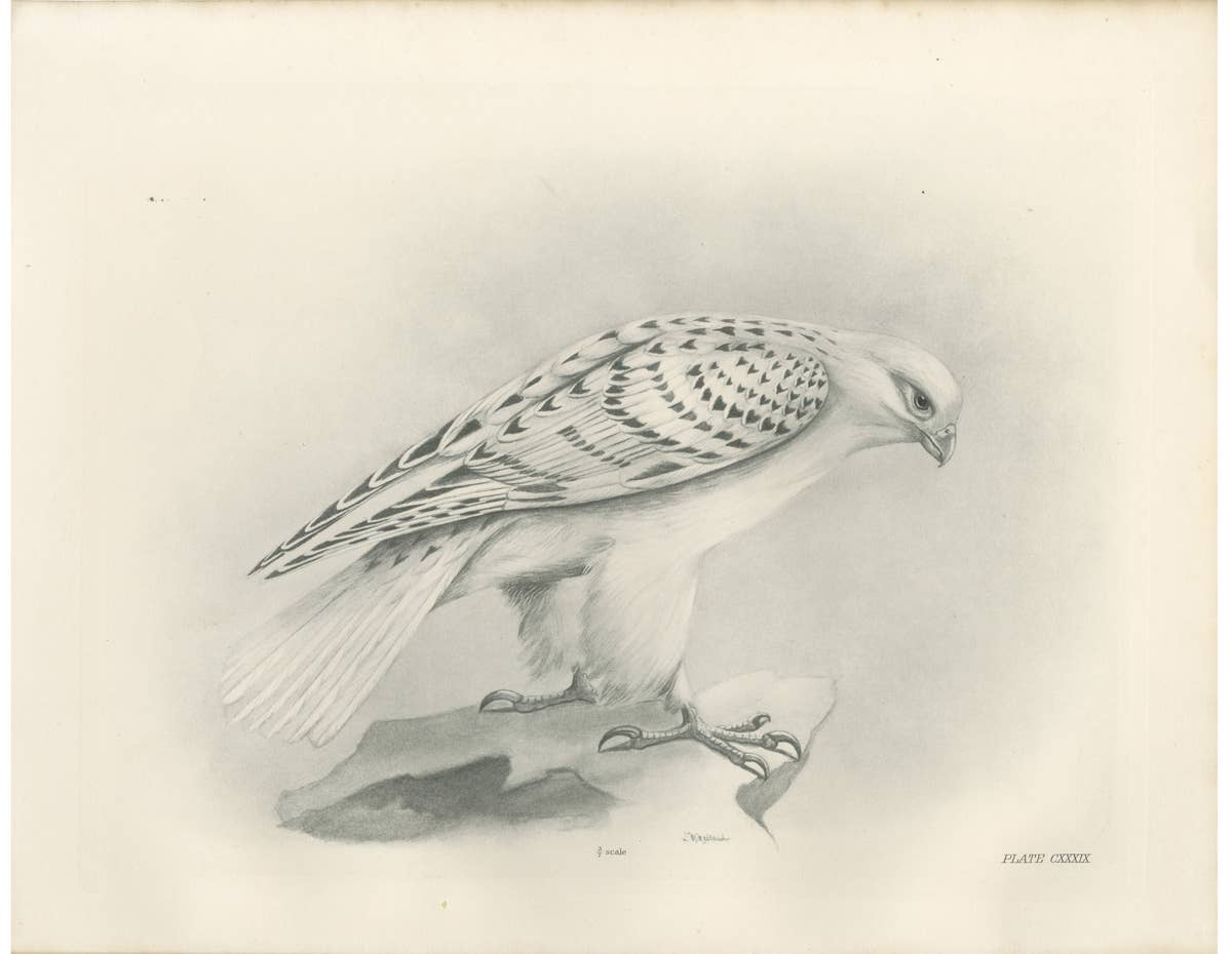 Antique Greenland Gyrfalcon Bird Print by Lilian M. Medland, circa 1908