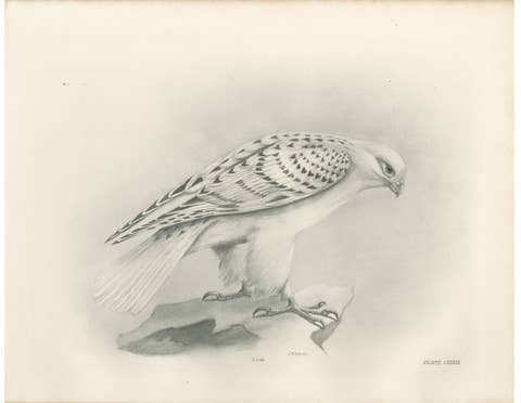 Antique Greenland Gyrfalcon Bird Print by Lilian M. Medland, circa 1908
