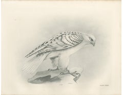 Antiker Vogel-Druck „Weißer Falke“, Lilian M. Medland, um 1908