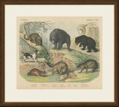Antique Grizzly and Black Bear Print with Wolf, Fox and Raccoon, circa 1890
