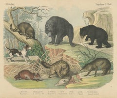 Antique Grizzly and Black Bear Print with Wolf, Fox and Raccoon, circa 1890