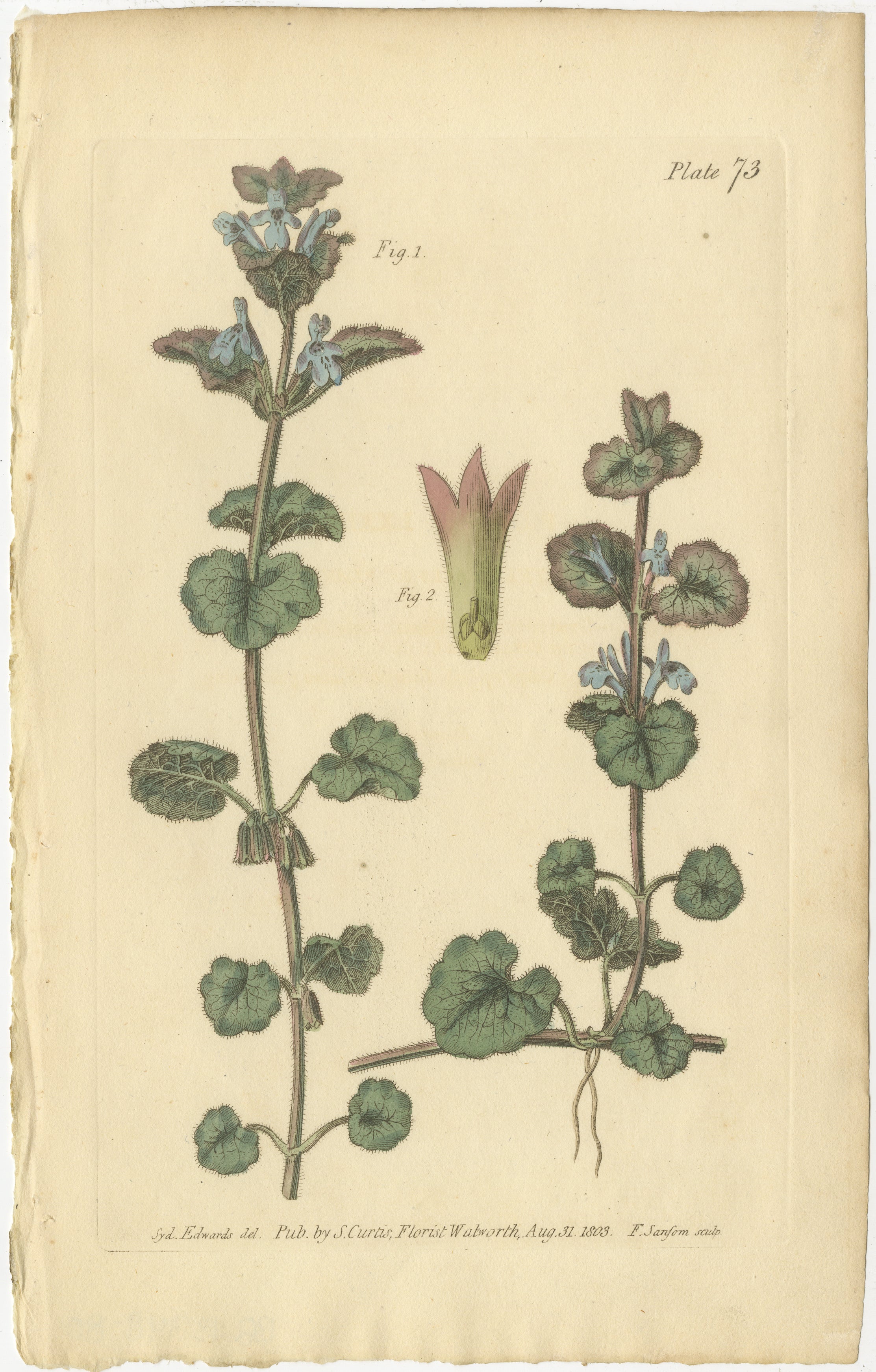 Antike botanische Gravur in Efeuform, Glechoma hederacea, 1805

Dieser exquisite handkolorierte Kupferstich zeigt den Echten Efeu (Glechoma hederacea), der auch als Gymnospermia bezeichnet wird. Dieses von dem talentierten F. Sansom nach einer
