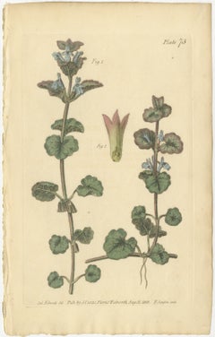 Antique Ground Ivy Botanical Engraving, Glechoma hederacea, 1805