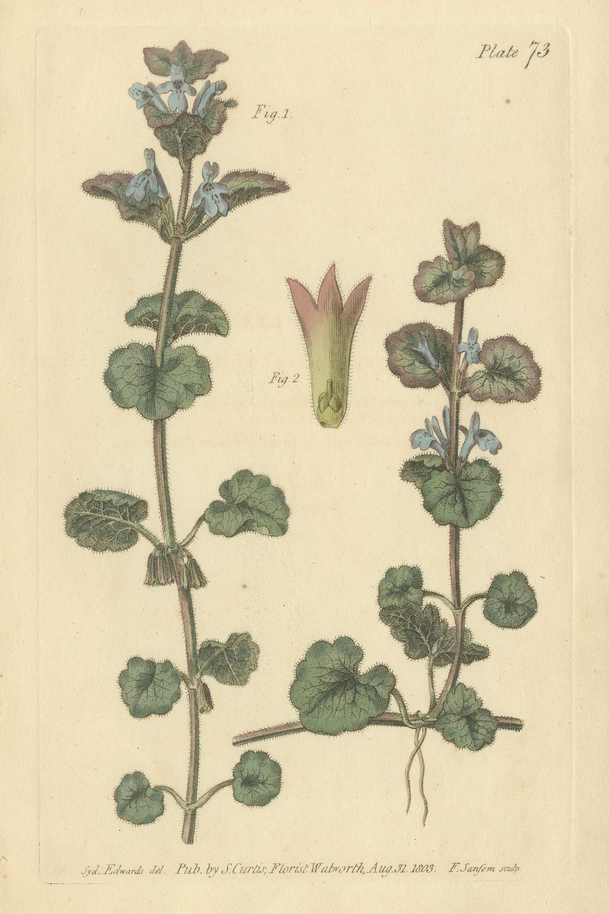 Antike botanische Gravur in Efeuform, Glechoma hederacea, 1805 im Zustand „Gut“ im Angebot in Langweer, NL