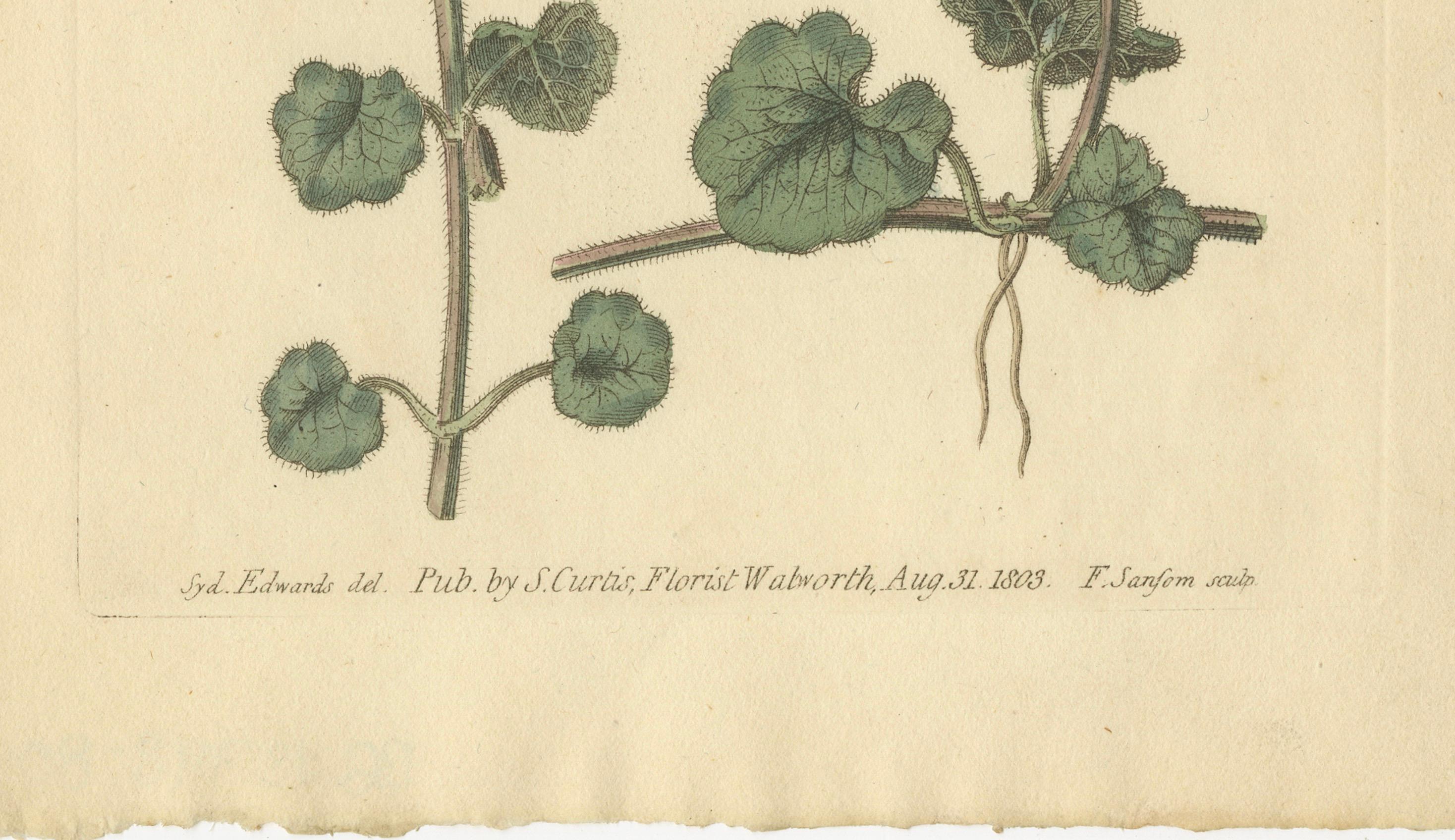Antike botanische Gravur in Efeuform, Glechoma hederacea, 1805 (Spätes 19. Jahrhundert) im Angebot