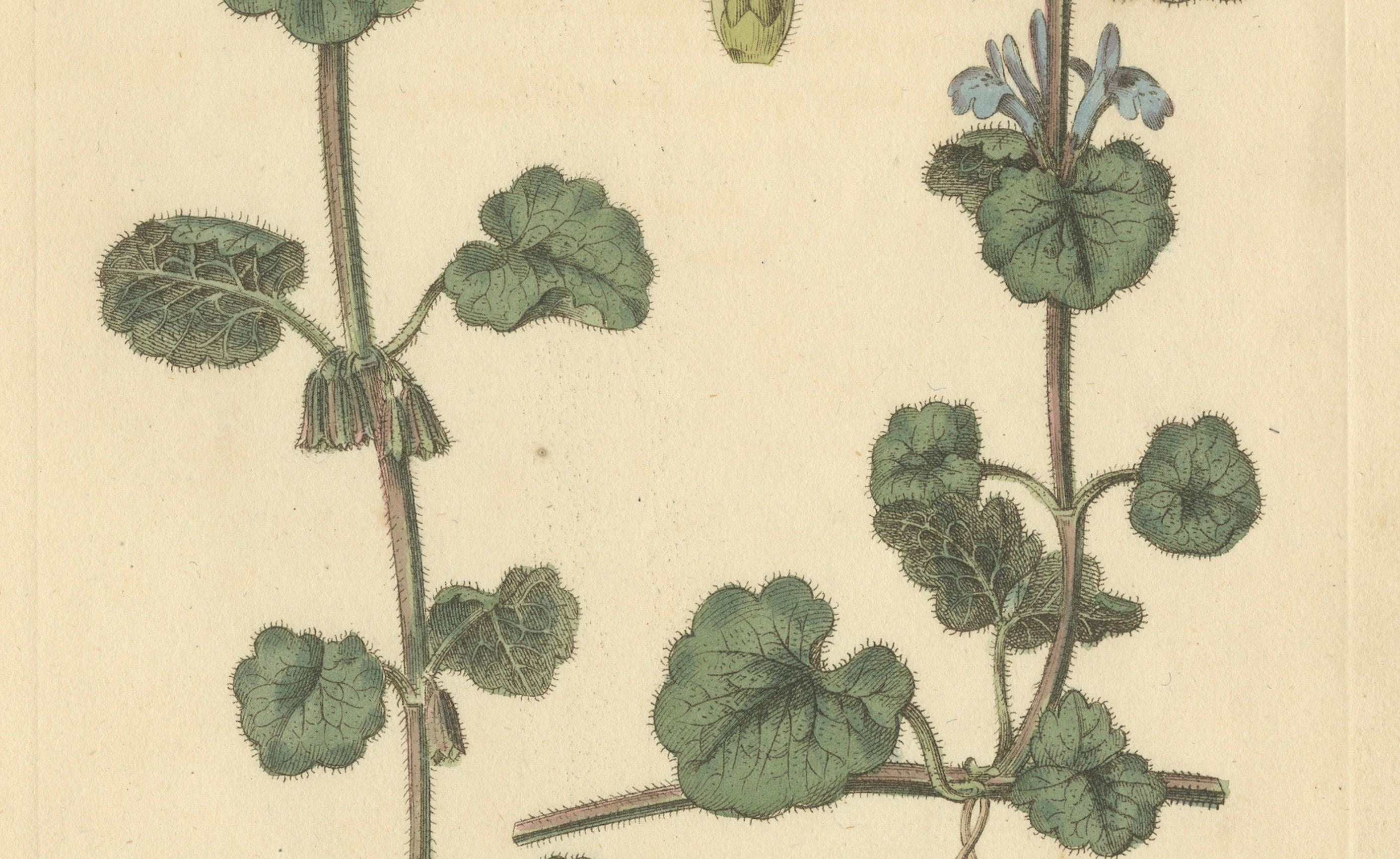 Antike botanische Gravur in Efeuform, Glechoma hederacea, 1805 (Papier) im Angebot
