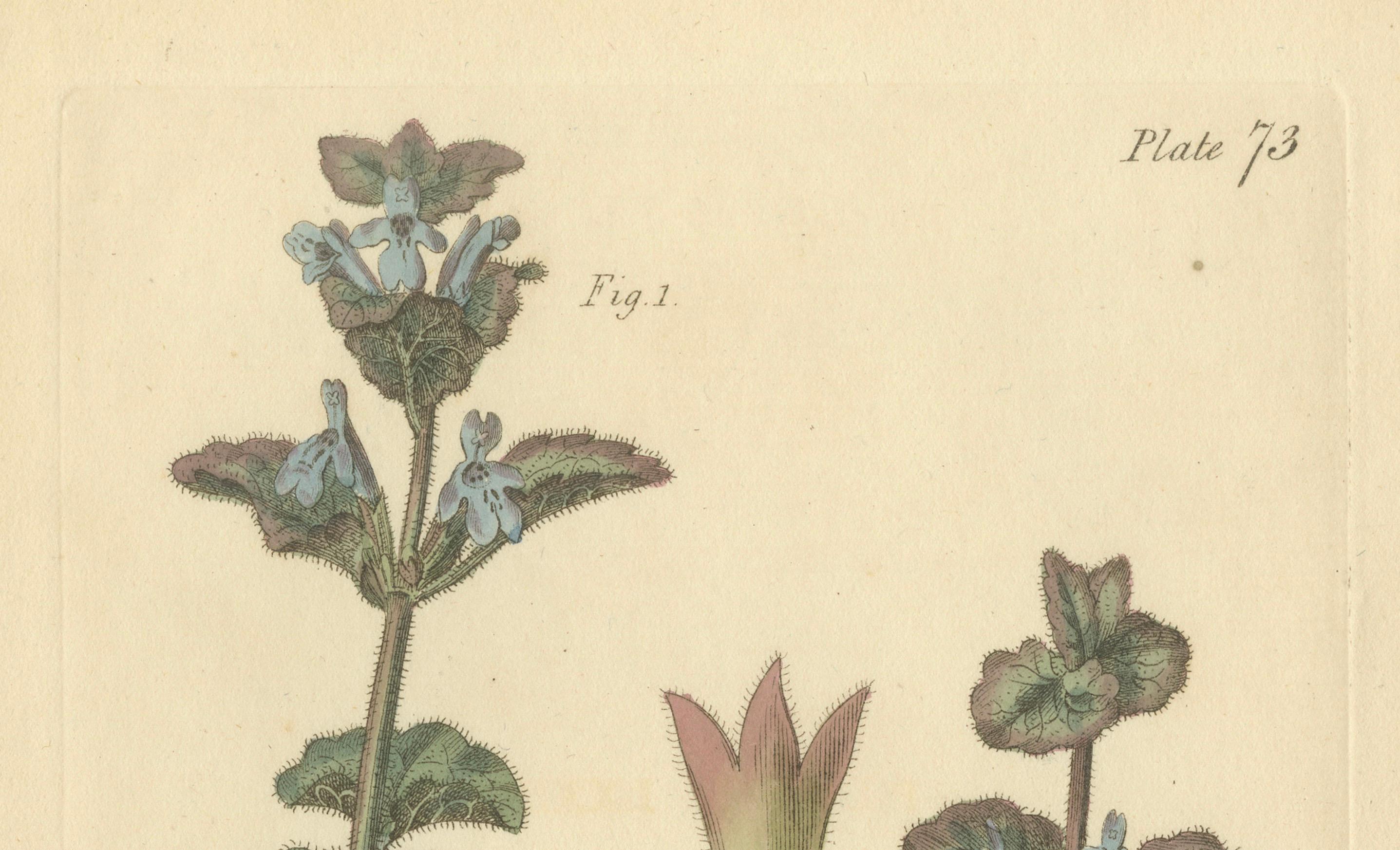 Antike botanische Gravur in Efeuform, Glechoma hederacea, 1805 im Angebot 1