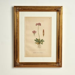 Antico gruppo di nove stampe botaniche colorate a mano