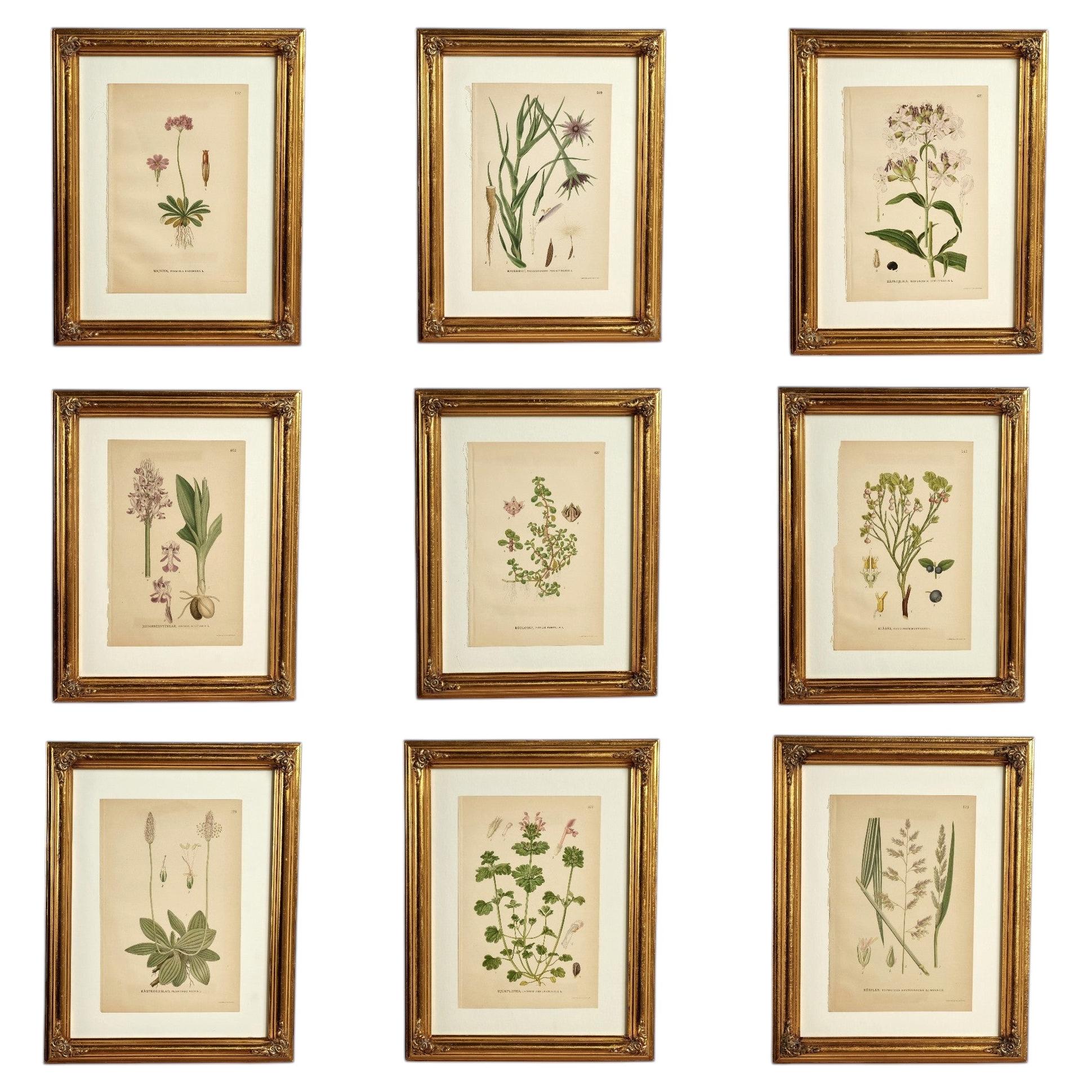 Antique Group of Nine Hand Colored Botanical Prints