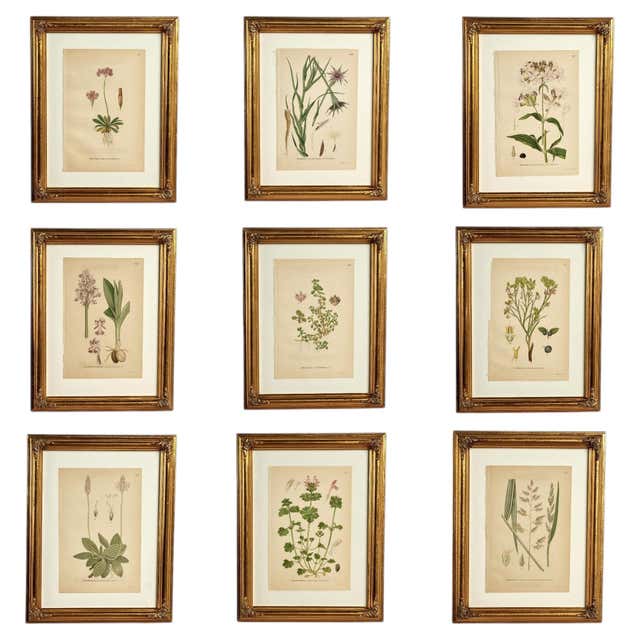 Set of 12 Antique Hand-Painted Botanical Prints, 18th Century For Sale ...