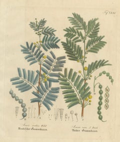 Antique Gum Arabic Botanical Print, Acacia Arabica & Acacia Vera, c.1831