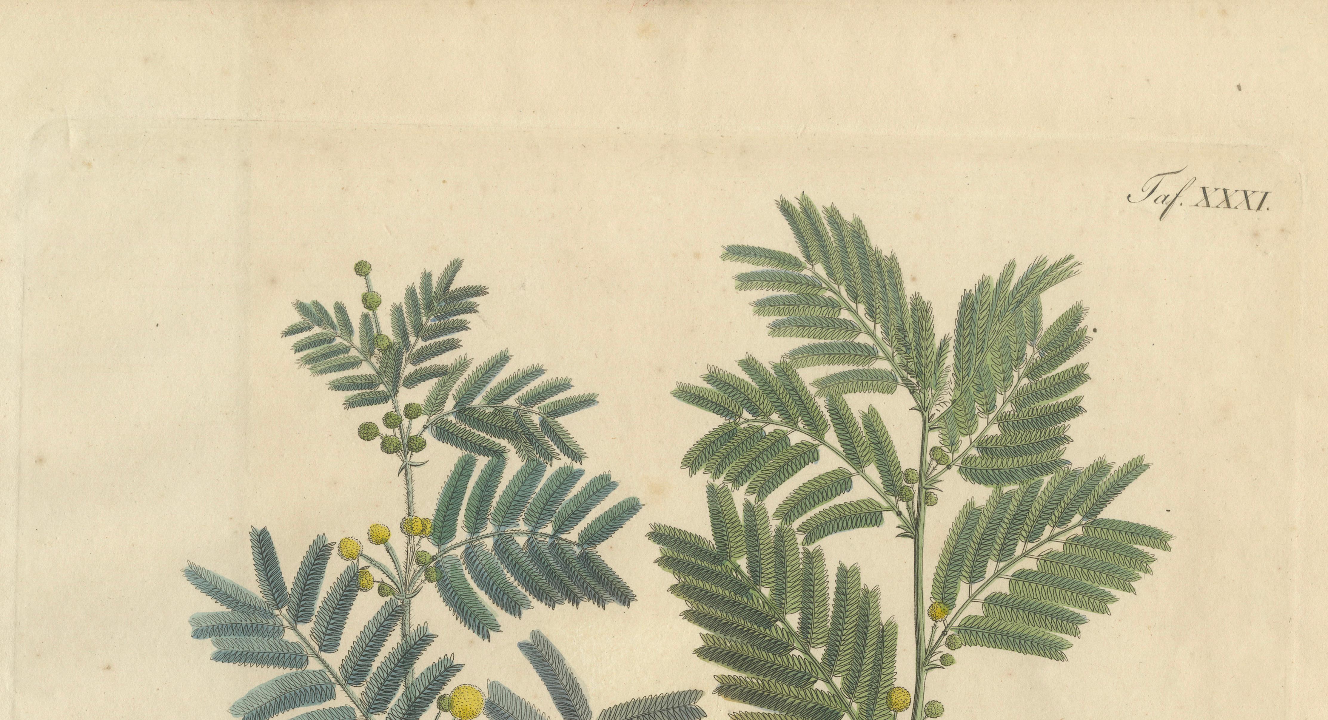 Antique Gum Arabic Botanical Print, Acacia Arabica & Acacia Vera, c.1831