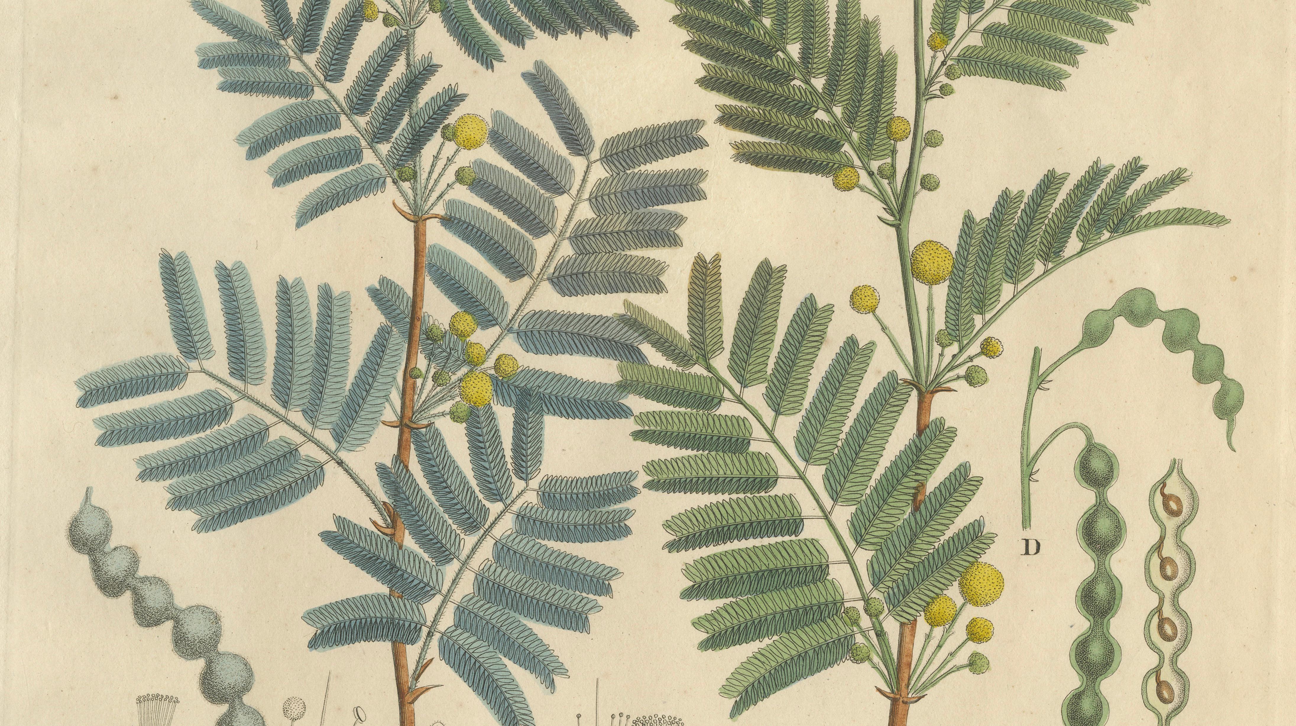 Antique Gum Arabic Botanical Print, Acacia Arabica & Acacia Vera, c.1831