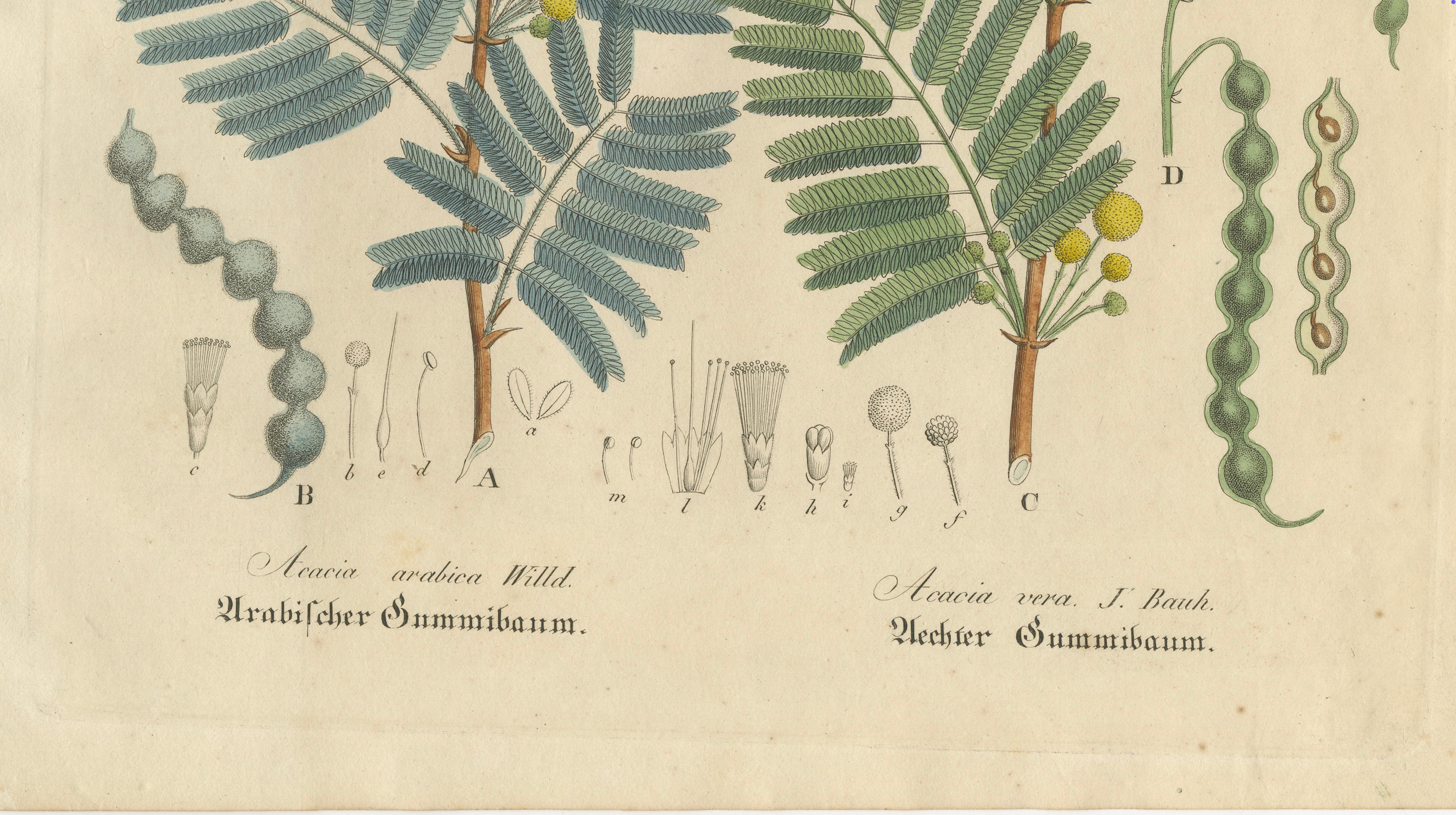 Antique Gum Arabic Botanical Print, Acacia Arabica & Acacia Vera, c.1831