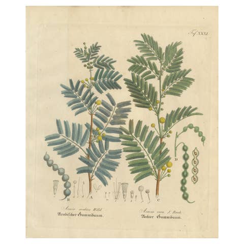 Antique Gum Arabic Botanical Print, Acacia Arabica & Acacia Vera, c.1831
