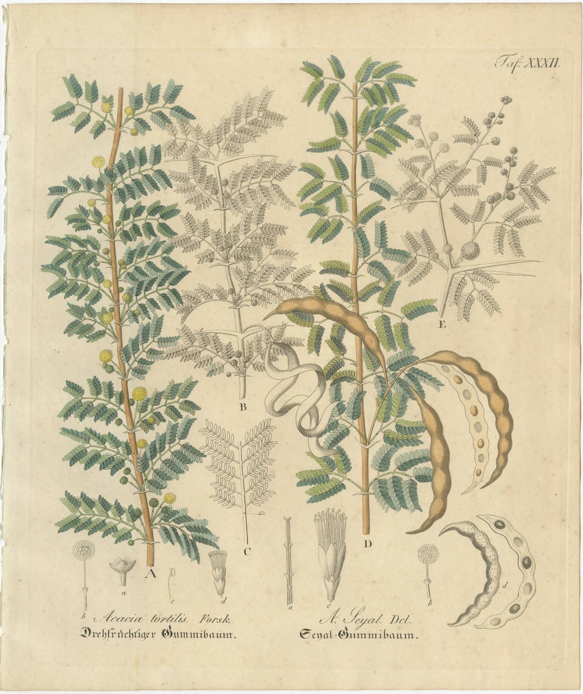 Antique Gum Arabic Botanical Print, Acacia Tortilis & Acacia Seyal, c.1831