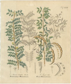 Antique Gum Arabic Botanical Print, Acacia Tortilis & Acacia Seyal, c.1831